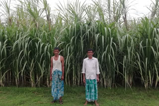 unknown-disease-of-sugarcane-in-the-field-of-jania