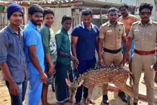 people save spotted deer from dogs