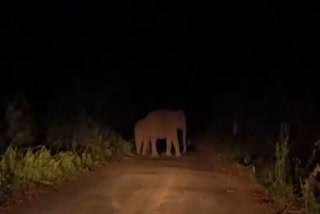 terror of elephants in Manpat
