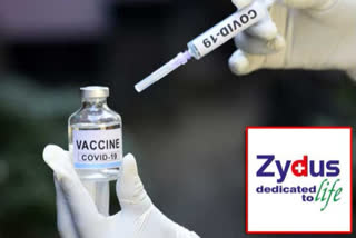Zydus Cadila antibodies cocktail human clinical trials