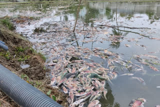 yaas-sea-water-entered-into-ponds-thousands-of-fish-died-at-sundarban