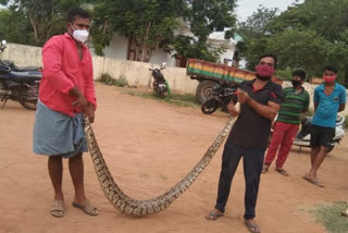 python in karatampadu