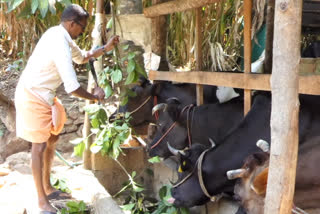 cow farm  കാലിത്തീറ്റയുടെ വില വര്‍ദ്ധന  ഇടുക്കിയിലെ ക്ഷീര കര്‍ഷകർ  Rising fodder prices Dairy farmers in crisis