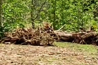 Forest mafia cut hundreds of trees in seoni