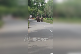 elephants-movement-found-at-sathyamangalam-roads