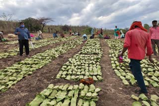 Laborers getting wages