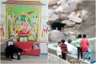 मंदिर में घुसा भालू , ग्रामीण कर रहे थे भजन-कीर्तन, Bear enters temple,  Villagers were doing bhajan-kirtan, Balaji temple incident in Banipura village,  Sawai Madhopur News