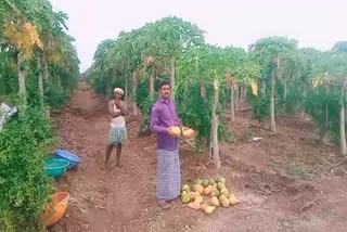 papaya crop cannot be sold by the farmer