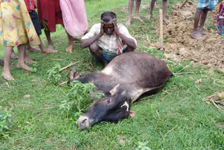 cyclone yaas effect in sundarban