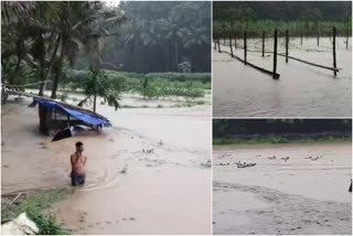 സമ്മിശ്ര കർഷകർ  Mixed farmers in distress due to heavy rains  heavy rains  കനത്ത മഴ  ദുരിതത്തിലായി സമ്മിശ്ര കർഷകർ  സമ്മിശ്ര കൃഷി
