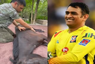ms dhoni pampers his horse chetak