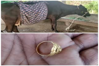 ring-found-in-cows-stomach-after-surgery-in-nashik