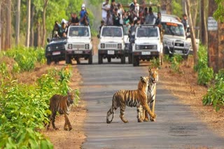 Corbett Tiger Reserve