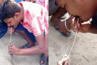 man-saved-cobra-life-by-giving-oxygen-by-mouth