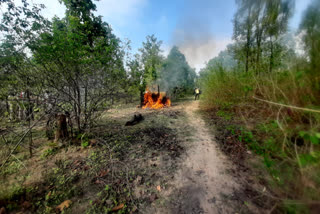 dead body of tiger cremated in presence of forensic team