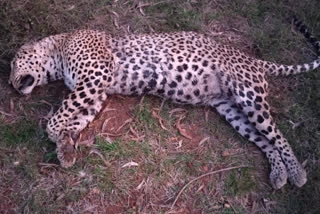 Hassan Leopard corpse