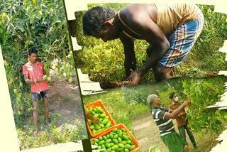 farmers-are-making-profit-by-cultivating-mango-and-groundnut-with-help-of-nabard