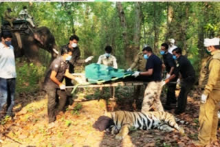 male tiger came in raja martand singh zoo umariya