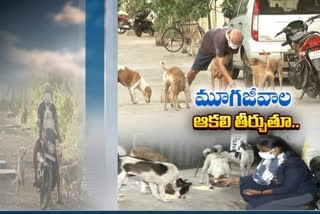 pet lover feeding street dogs