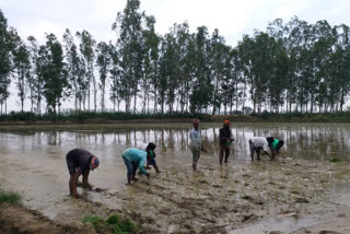 karnal-thirteen-farmers-notice-early-transplanting