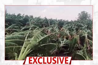 two thousand hector crop loss in raver, muktainagar due to cyclone