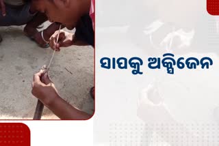 ଅଂଶୁଘାତରେ ନାଗସାପ ଅଚେତ, ଅକ୍ସିଜେନ ଦେଇ ଉଦ୍ଧାର କଲେ ସ୍ନେକ ହେଲ୍ପ ଲାଇନ୍ ସଦସ୍ୟ