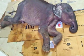 elephant calf brought from nilambur dies at konni  കോന്നി ആനക്കൂട്ടിലെ കുട്ടിയാന മണികണ്‌ഠൻ ചരിഞ്ഞു  കോന്നി ആനക്കൂട്  elephant calf  konni  ജൂനിയർ സുരേന്ദ്രൻ  elephant calf died