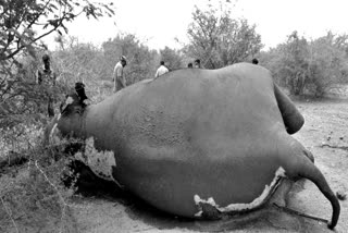 Elephant died body