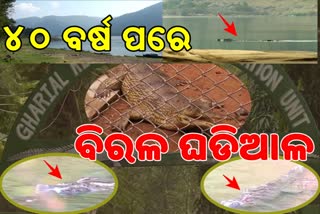 ୪୦ ବର୍ଷ ପରେ ସ୍ୱପ୍ନ ହେଲା ସାକାର, ପ୍ରାକୃତିକ ପରିବେଶରେ ଜନ୍ମ ନେଲେ ଘଡ଼ିଆଳ କୁମ୍ଭୀର