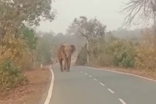elephant killed a woman in mahasamund