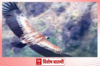 Griffon vulture Jaygad area