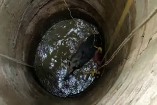 nilgai-fell-in-the-well-in-garhwa-jharkhand