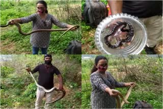 Female snack catcher is rescuing snakes