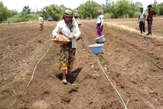 Turmeric cultivation started in Nanded district using drip irrigation