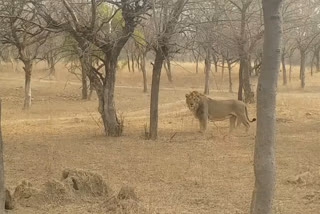 Lion Tripur recovers corona, Nahargarh Biological Park