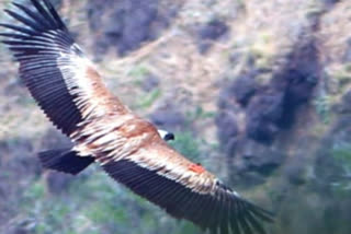 Satara  Rare eurasian griffon vulture spotted Jaigad Sahyadri Tiger Reserve  Jaigad of Sahyadri Tiger Reserve  യുറേഷ്യൻ ഗ്രിഫോൺ കഴുകൻ സഹ്യാദ്രി ടൈഗർ റിസർവിലെത്തി  അവശനിലയിൽ വനംവകുപ്പ് കണ്ടെത്തിയ യുറേഷ്യൻ ഗ്രിഫോൺ കഴുകൻ