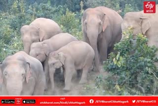 elephant-killed-horse-in-mainpat-forest-area-of-surguja-district