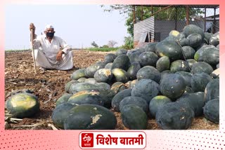 lockdown effect on watermelon farmer osmanabad