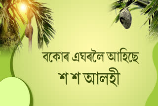 বকোৰ এঘৰত আগচোতাল ভৰিছে শ শ টোকোৰা চৰায়ে