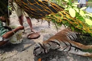 সুন্দরবনে মৃত অসুস্থ বাঘ