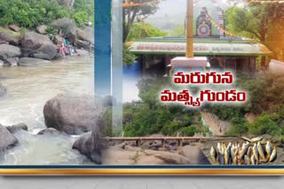 క్రమంగా కళతప్పుతున్న మత్స్యగుండం