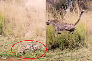 Crocodile snaps at cheetah in viral video