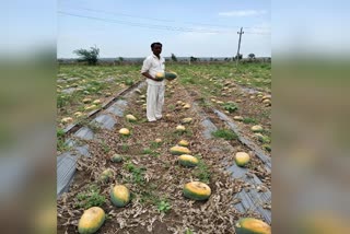 lock-down-effect-farmer-destroyed-watermelon-in-sedam