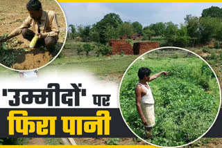 yaas-cyclone-effect-on-farmers crops-in-latehar