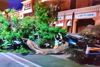 Neem tree fell in Jaipur,  Rajasthan News
