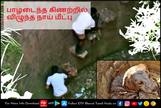 நாய்க்குட்டி மீட்பு