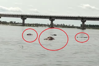 Unnao News  Uttar Pradesh News  Unnao, Uttar Pradesh  Dead bodies floating in Ganga River in Unnao  Buxar Ghat, Unnao  Uttar Pradesh Covid-19 updates  Dead bodies flowing in Ganga in Uttar Pradesh  dead bodies in ganga  ഉന്നാവോയിൽ മൃതദേഹം കണ്ടെത്തിയ സംഭവം  കൊവിഡ് മൃതദേഹം വാർത്ത  കൊവിഡ് മൃതദേഹം ഉന്നാവോ  ഗംഗയിൽ മൃതദേഹം
