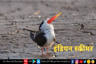 indian skimmers number increasing in chambal