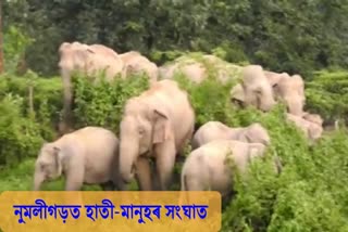 নুমলীগড়ত হাতী মানুহৰ সংঘাত