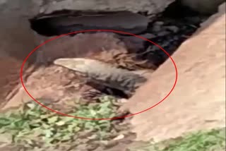 Monitor lizard found  in Ambikapur